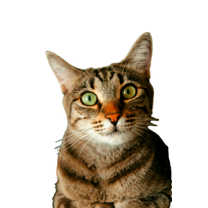 Charming Close Up Of A Tabby Cat With Green Eyes, Staring Directly At The Camera. 18973 - Cat PNG image with transparent background